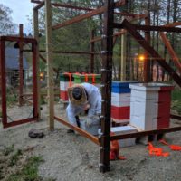 Jawn is wearing a full bee suit and inside the electrified fence around the bee yard. He is opening a nuc box to install bees in the Polish hive.