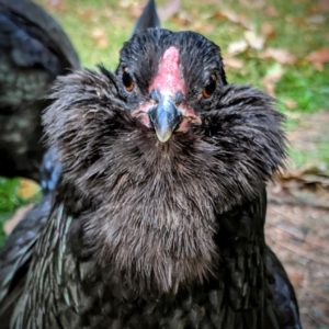 Close up of a Black Ameraucana hen named Joan Jett